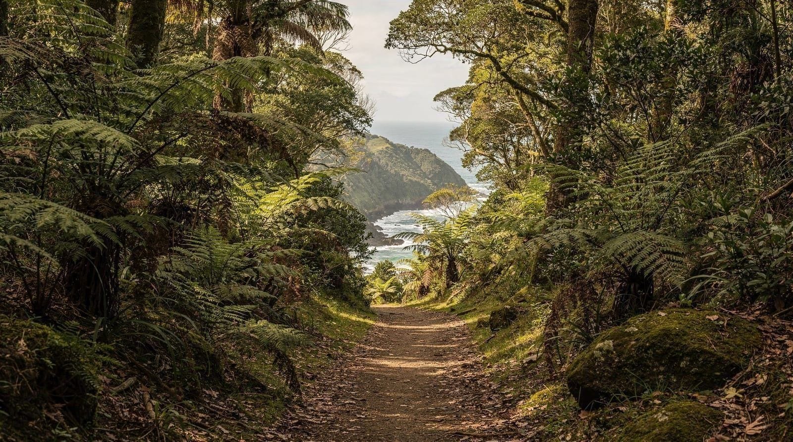 The best hikes in and around Auckland — Auckland's best walks and hikes, from 20-minute volcanic cone summits to full-da