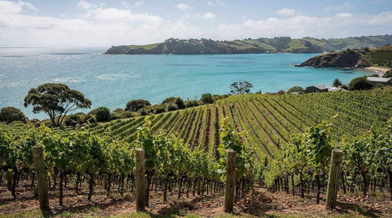 Waiheke Island guide: everything beyond the wine