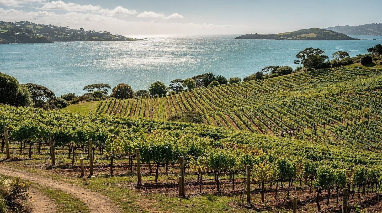 Waiheke Island wine tour: which one to book and what it costs — Honest comparison of Waiheke Island wine tours from Auckland: prices in NZD, fer